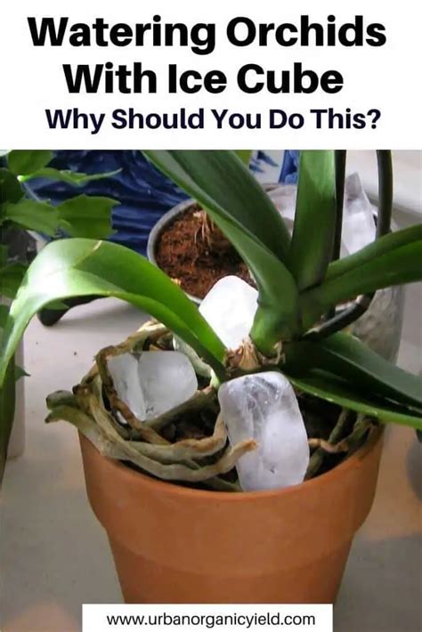 Watering Orchids With Ice Cube: Why Should You Do This?