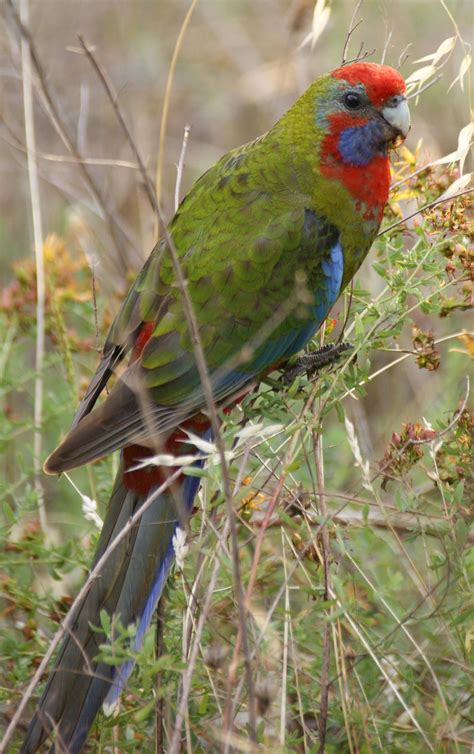 Crimson rosella | New Zealand Birds Online