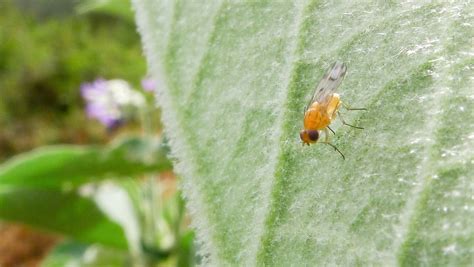 Effective Strategies to Eliminate Bird Seed Weevils: A Comprehensive Guide - https ...