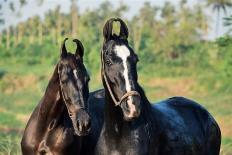 6 Indian Horse Breeds (Including Famous Polo Pony) - Horses & Foals