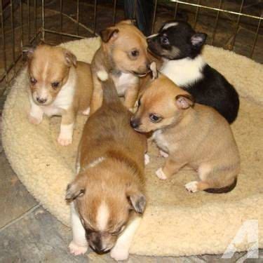 Chihuahua Sheltie Mix | Dog lovers, Animals, Chihuahua