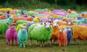 Chinese scientists change sheep color by gene editing – Spectro-Chrome Metry