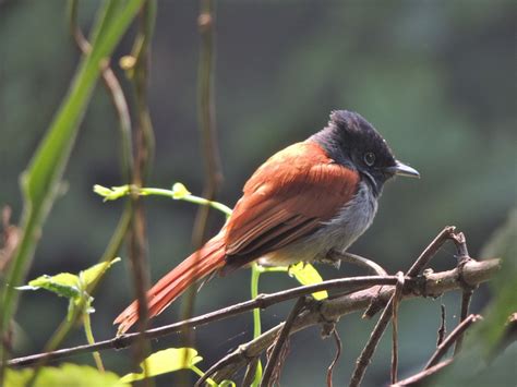 African Paradise Flycatcher – My Bird of the Day