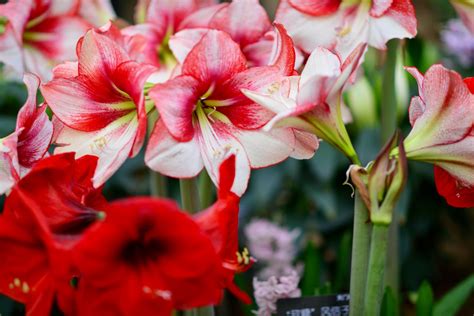 Amaryllis Growing Guide – Anderson's Seed & Garden