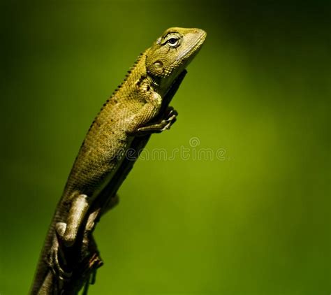 Green Lizard Picture. Image: 13857549