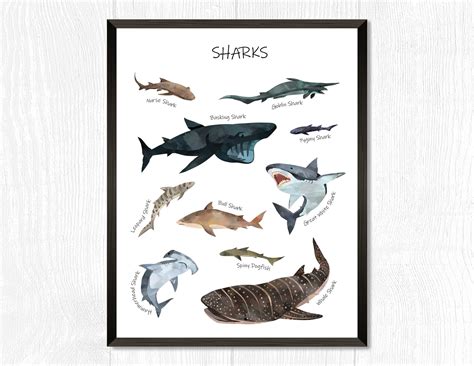 Shark Posters For Kids