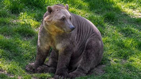 Have you ever heard of a 'pizzly' bear? - BBC Newsround