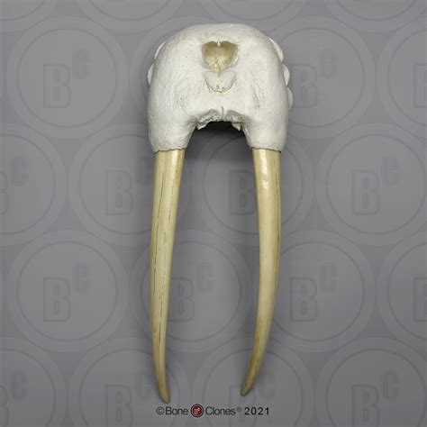 Walrus Skull with Tusks - Bone Clones - Osteological Reproductions