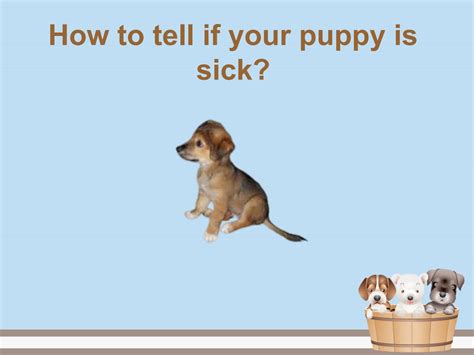 How to tell if your puppy is sick by Flauntpet - Issuu