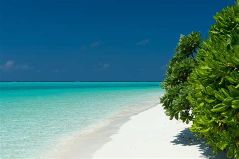 Download Horizon Maldives Tropical Tree Turquoise Sea Nature Ocean 4k Ultra HD Wallpaper by ...