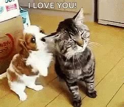 Cat Hug GIF - Cat Hug Dog - Discover & Share GIFs