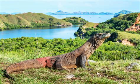 Amazing Vacation on Komodo Island NTB