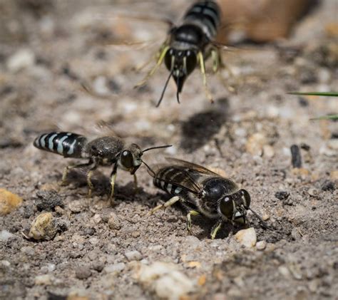 Sand Wasp season — Life in a Southern Forest