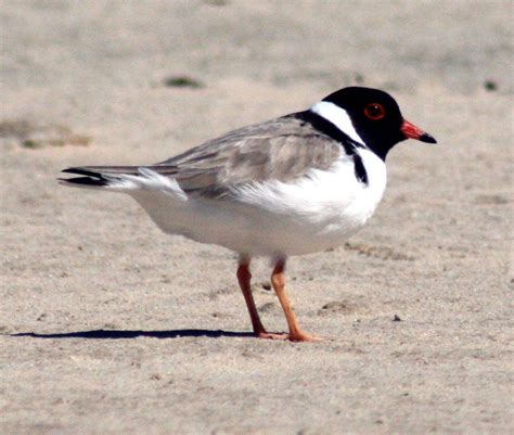 hooded dotterel | Shorebirds, Species, Endangered species