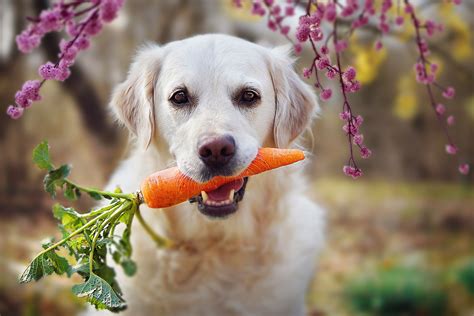 Is a Vegetarian Diet Safe for My Dog?