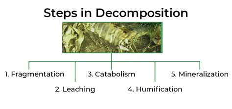 Decomposition - CBSE Class 12