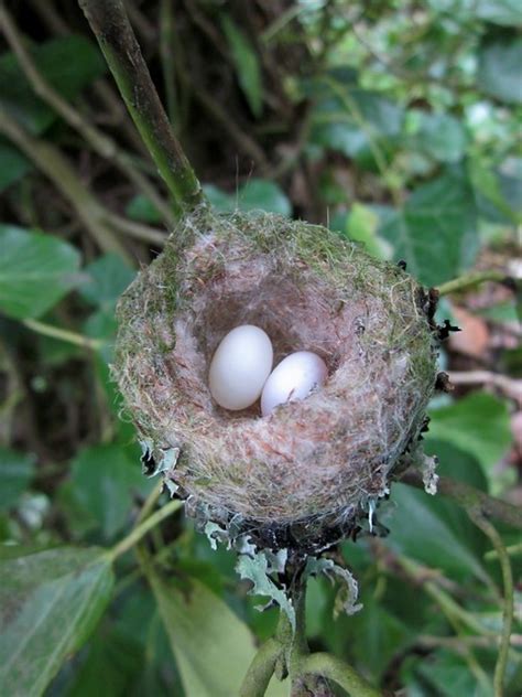 Wk 14 Rufous Hummingbird nest | Flickr - Photo Sharing!