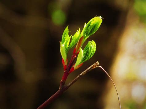 Maple Budding Tree - Free photo on Pixabay - Pixabay