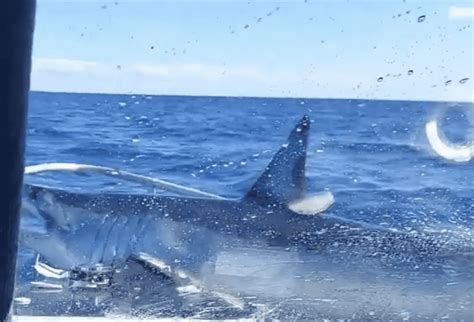 Mako Shark Jumps on a Fishing Boat - We Love Sharks!