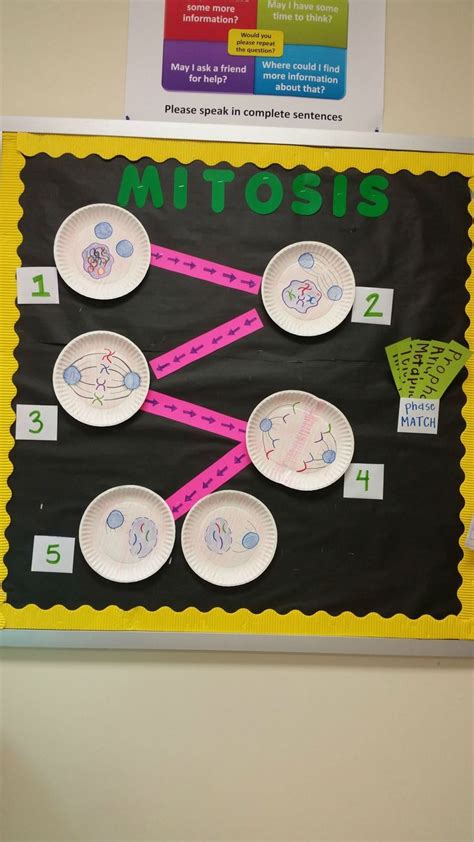 Fun Mitosis cell bulletin board! Great for science. | Science biology, Biology projects, Biology ...