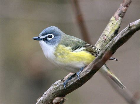 Blue-headed Vireo: Identification and Overview