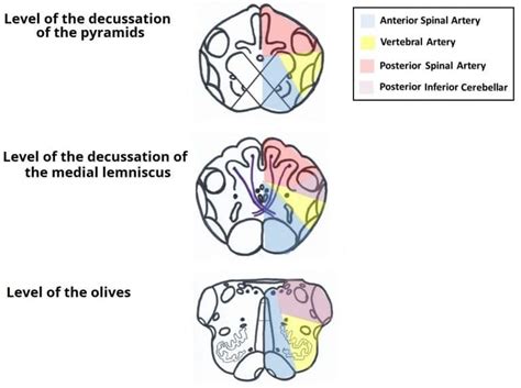 The Medulla Oblongata - Internal Structure - Vasculature - TeachMeAnatomy