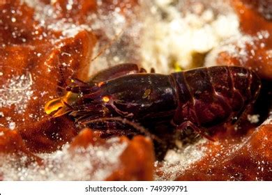 134 Pistol shrimp Images, Stock Photos & Vectors | Shutterstock