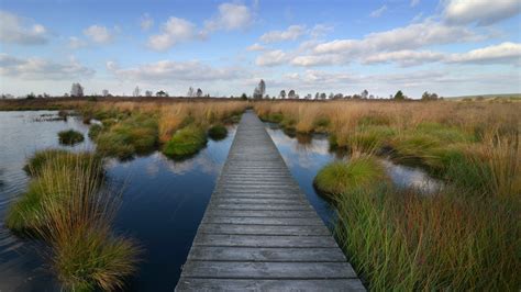 Peatlands – the Earth’s under-appreciated carbon storage – Energy, Climate & Sustainability