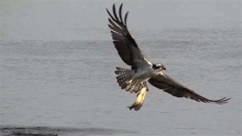 Ospreys Bald Eagle come in for the kill - YouTube