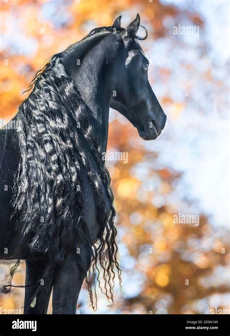 Friesian black horse long mane hi-res stock photography and images - Alamy