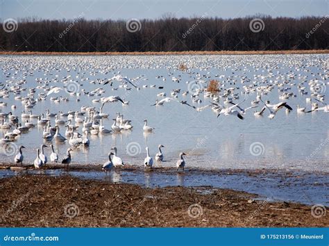 Snow geese migration. stock photo. Image of crowd, geese - 175213156