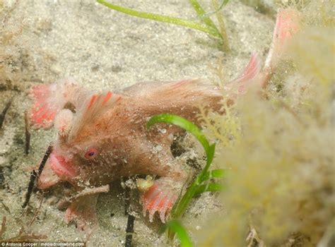 Incredible footage shows Red Handfish using hand to walk | Daily Mail Online