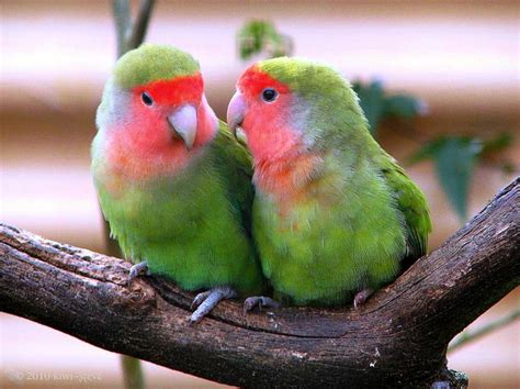 Cute Parrots, cute, bonito, parrots, HD wallpaper | Peakpx