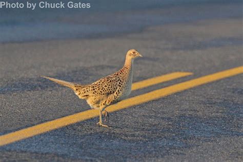 Ring-necked Pheasant - East Cascades Audubon Society