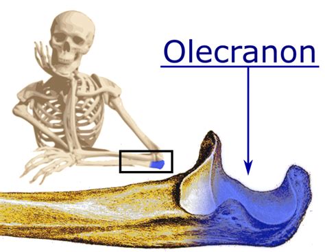 Olecranon - Wikipedia