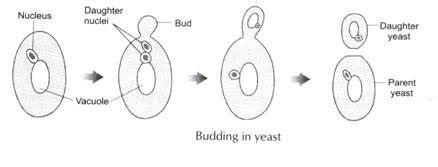 draw a diagram to show budding in yeast. - Brainly.in