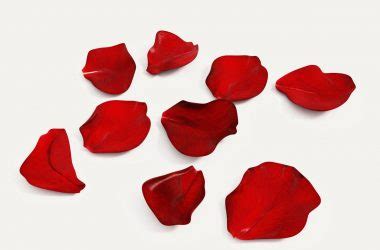 Rose Petals Photo, Free Rose Petals, #10151