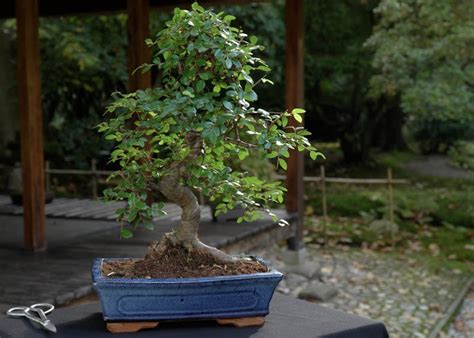 Care guide for the Chinese elm Bonsai (Ulmus) - Bonsai Empire