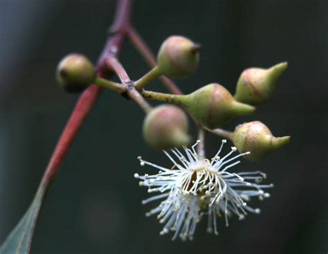 River Red Gum - ClimateWatch Australia- Citizen Science App