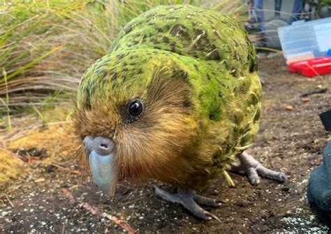 Kakapow! Rare world's fattest parrot has record breeding season