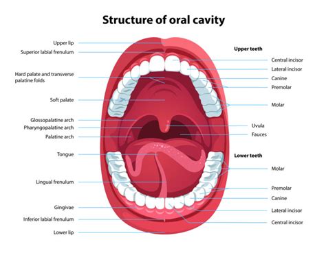 What Are the 3 Key Functions of the Teeth? - Vancouver Centre for ...