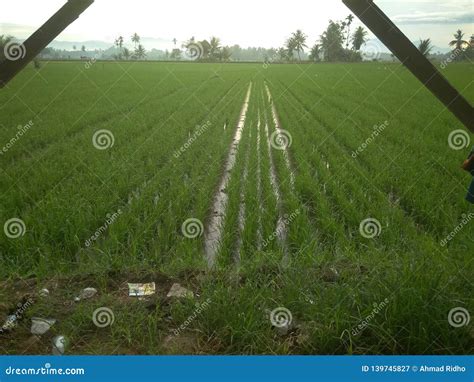 Farm, Rice, Sawah, Ampera, Indonesia Stock Image - Image of sawah, ampera: 139745827