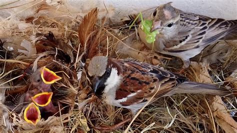 Feeding Baby Sparrows What to Feed and How to Help - YouTube