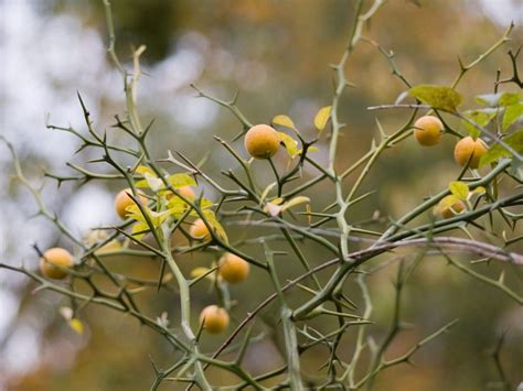 Citrus Fruit Thorns - Reasons For Thorns On A Citrus Tree