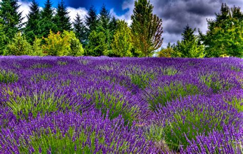 Thom Zehrfeld Photography : Cool Lavender Fields