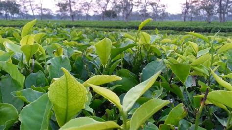 Tea garden Jorhat Assam - YouTube