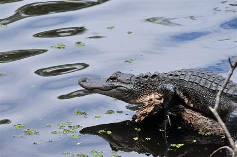 Gator Pond Free Photo Download | FreeImages