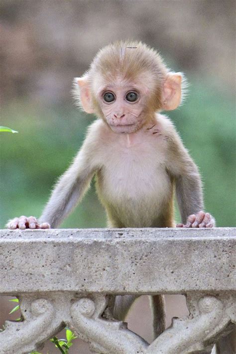 A cute small monkey #cute #monkey #cuteanimals #TheWorldIsGreat | Cute ...