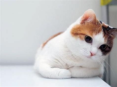 🔥 [50+] Cute Cat Wallpapers for iPad | WallpaperSafari