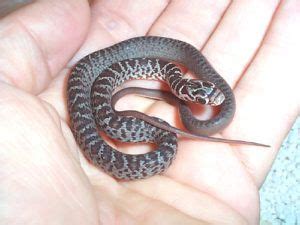 Baby Black Racer Snake | Snake, Black racer, Snake facts